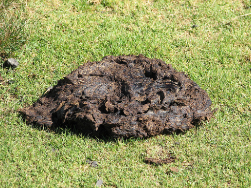 9e231-cowpatty.jpg