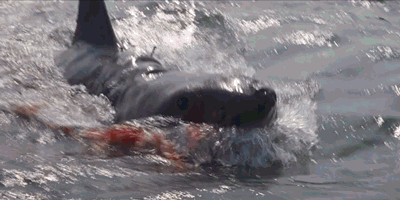9eb3ba669ac851b81554820d8a1777f819f6ec1d_hq.gif