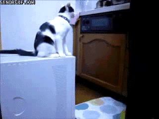 9F178126-EBA6-46B3-A451-719C24BD1CD4.gif