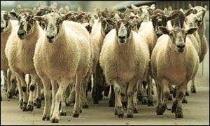 _38498265_sheep_bbc300.jpg