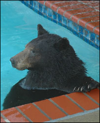 _41179693_poolbear_body.jpg