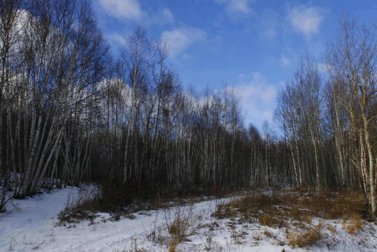 _MG_6519.jpg
