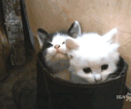 a09mBxQ_460sa_v1.gif