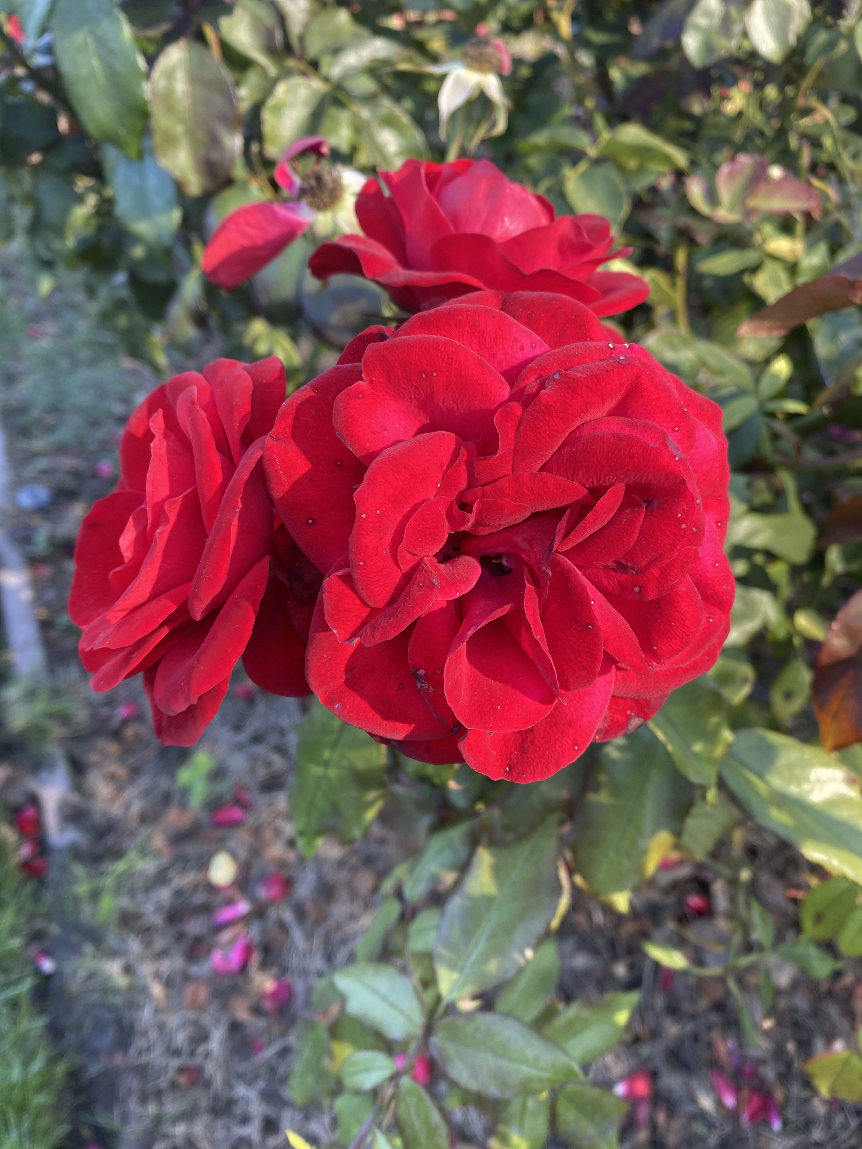 A125F616-DEA7-491E-BD90-A3AA4E7F8ED6.jpeg