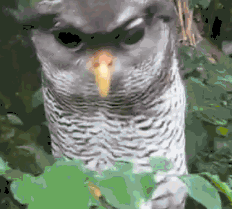 a1AG4e2_460sa_v1.gif
