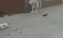 A244EAF1-19C2-4035-860B-BC51987F9981.gif