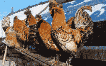 a2Nx40E_460sa.gif