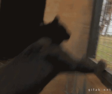 a3YrPpQ_460sa.gif