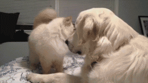 a44B5rp_460sa.gif
