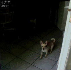 a5d4DxG_460sa_v1.gif