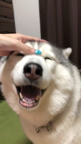 A66EA728-50B9-4EA3-885C-54EF72A03063.gif