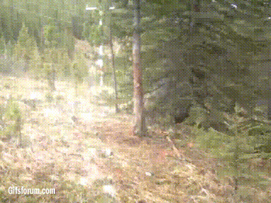a6wxv92_460sa.gif