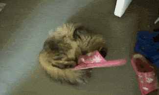 a8WK53O_460sa.gif