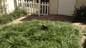 a8WNNy1_460sa.gif