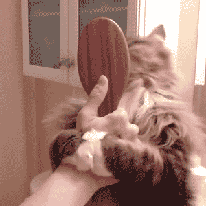 a9d2bbm_460sa.gif