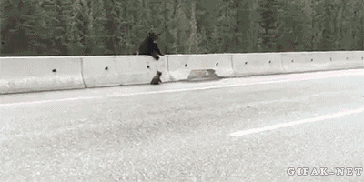 a9dwo16_460sa.gif