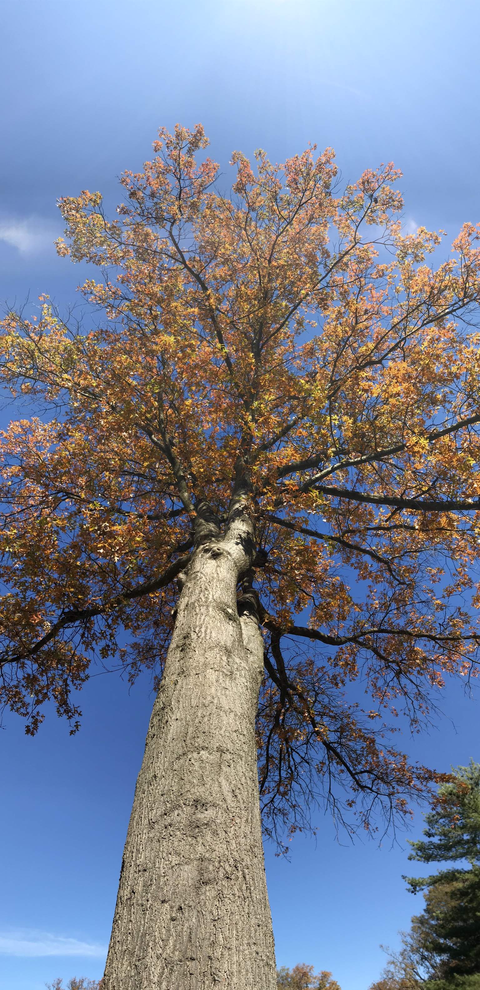 AB4A3072-2C2D-44C5-8540-0B3A7BB75C3A.jpeg
