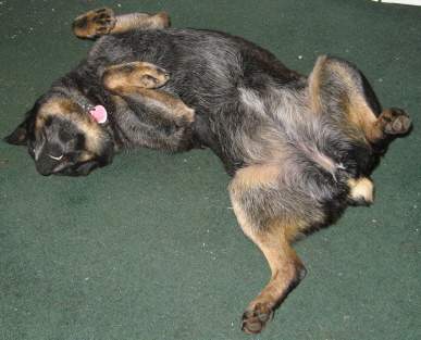 abby chillin.JPG