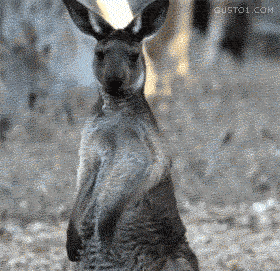 aBKOMrQ_460sa.gif