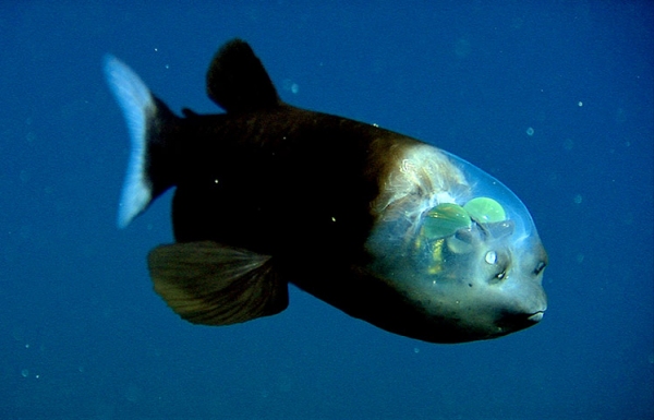 abyss-barreleye.jpg