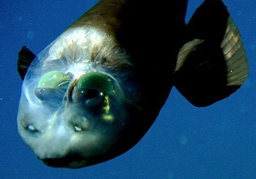 abyss-barreleye2.jpg