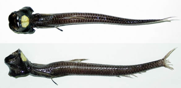 abyss-ipnops.jpg