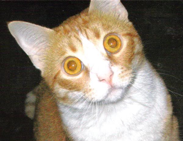AcidKitty.jpg
