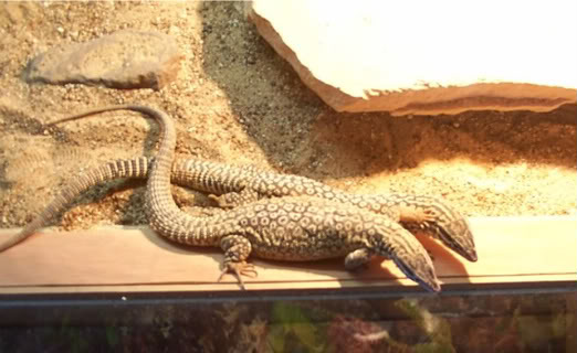 ackicute-1-1.jpg