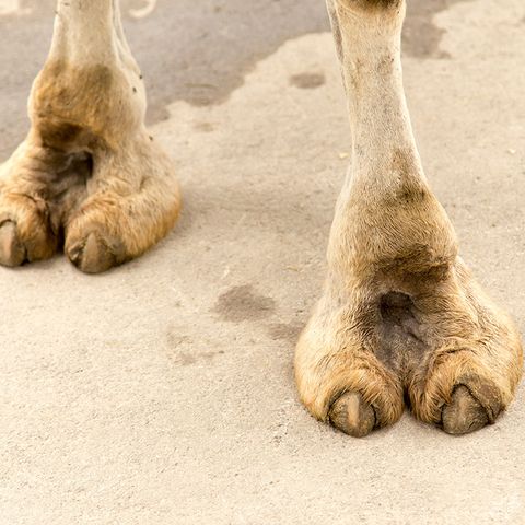 actual-camel-toe.jpg