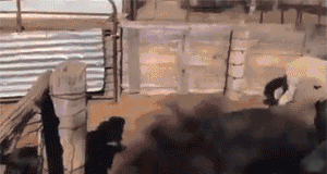 aD0B0Zd_460sa_v1.gif