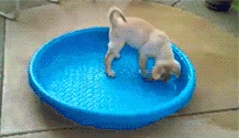 aD0b96B_460sa.gif