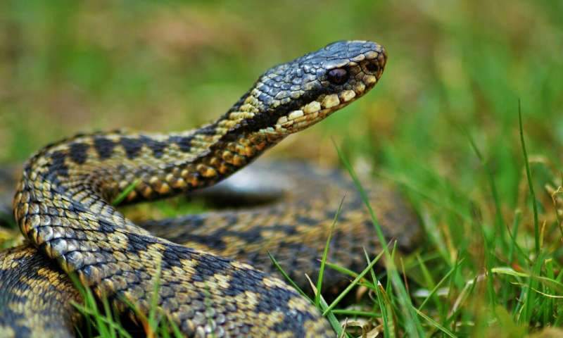 adder.jpg
