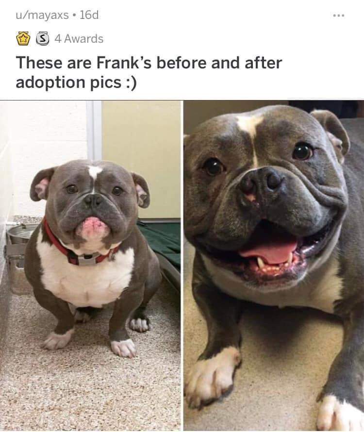 adopted dog before after.jpg