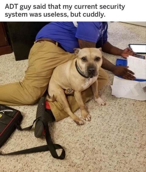 adt dog.jpg