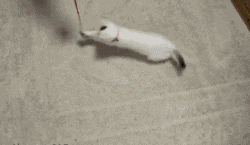 aeNm0YO_460sa.gif