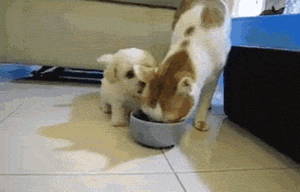 aeNvXMv_460sa_v1.gif