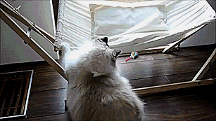 aEw3EOK_460sa_v1.gif