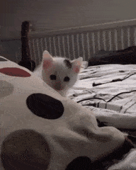AFC71F63-B9BD-4210-B91F-86A176074FFD.gif