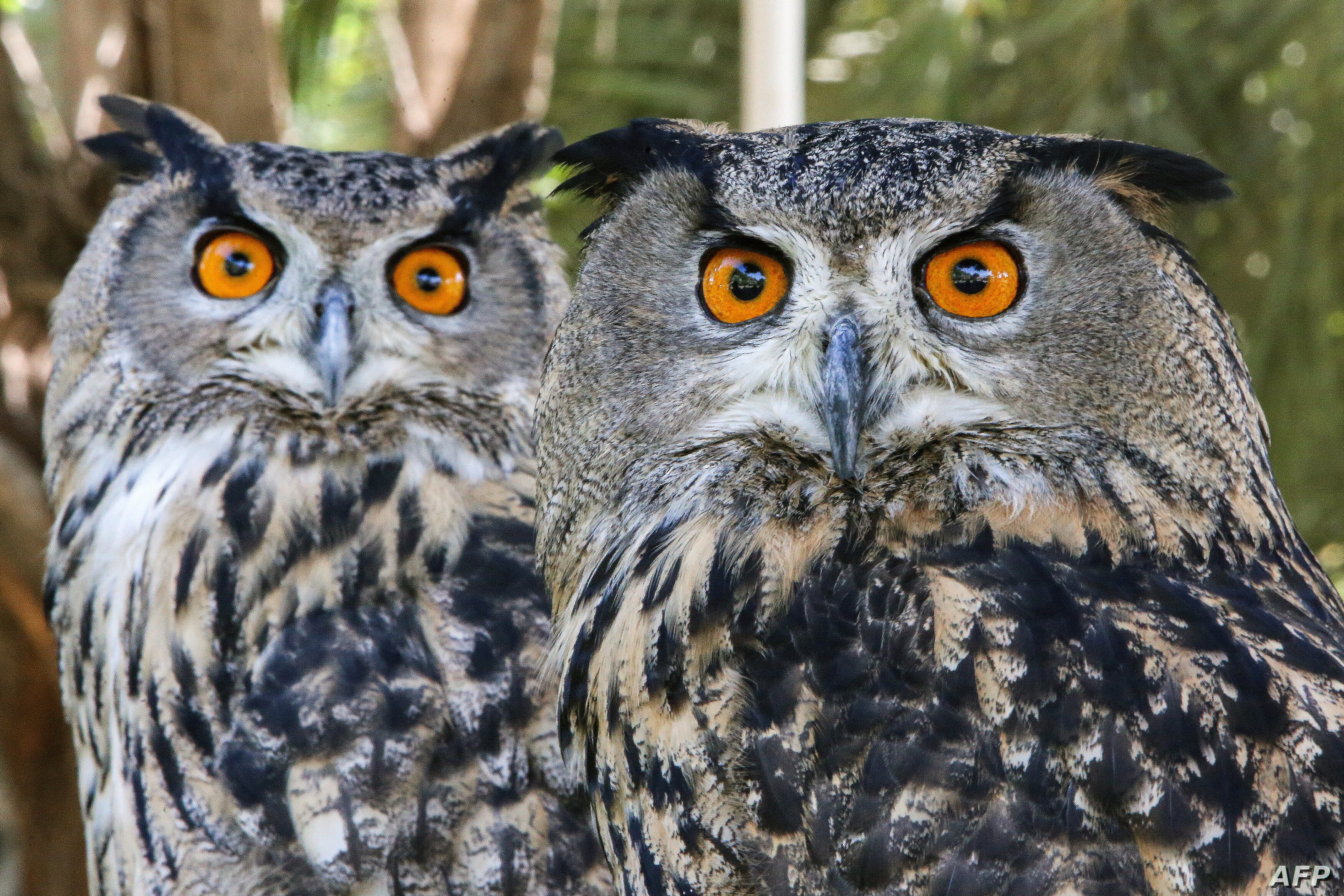 afp_kuwait_animals_06Mar21.jpg