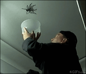 aG9mb3X_460sa_v1.gif
