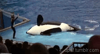 aG9mOv0_460sa_v1.gif