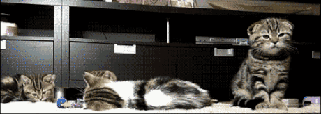 aG9WyXK_460sa_v1.gif