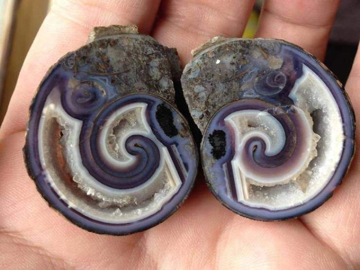 agate shell.jpg