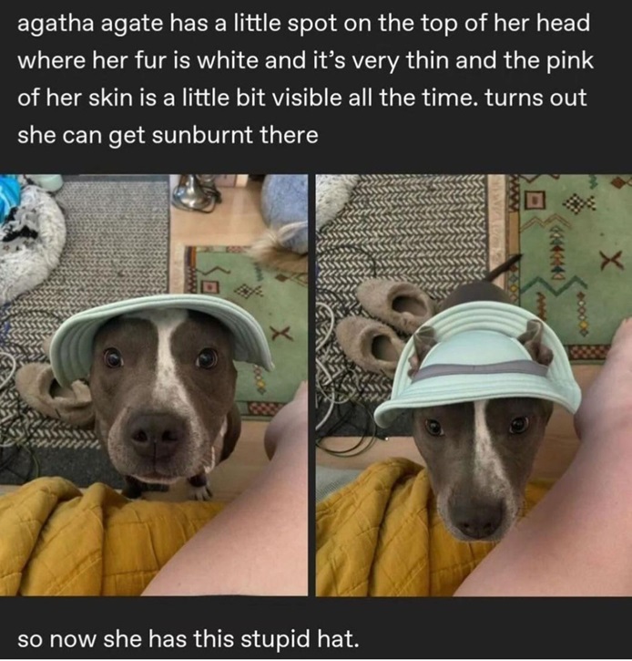 agatha dog.jpg