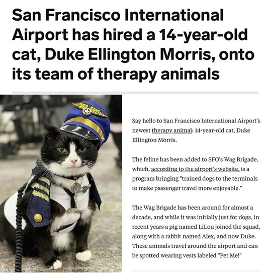 airport cat.jpg