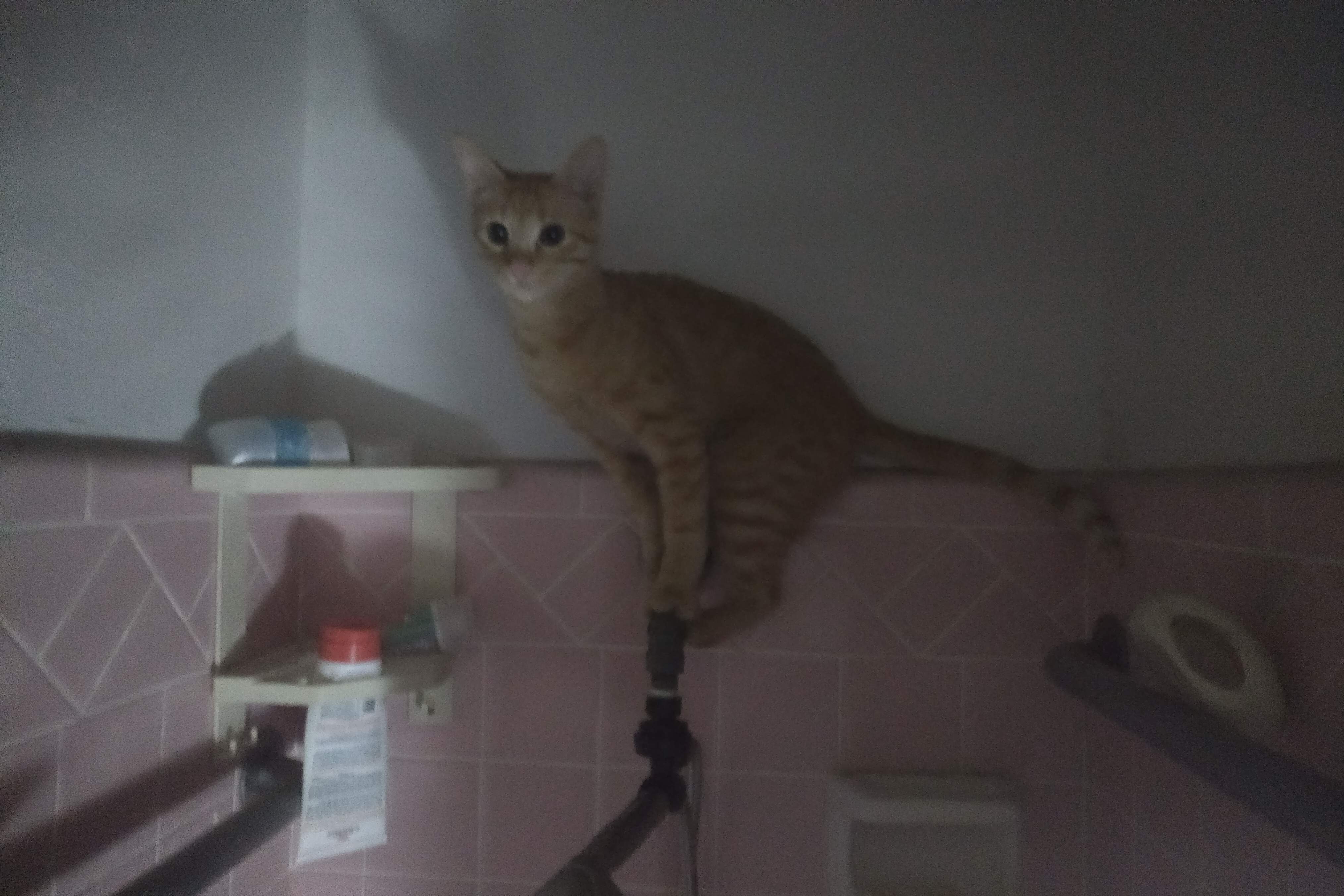AJ_perched.jpg