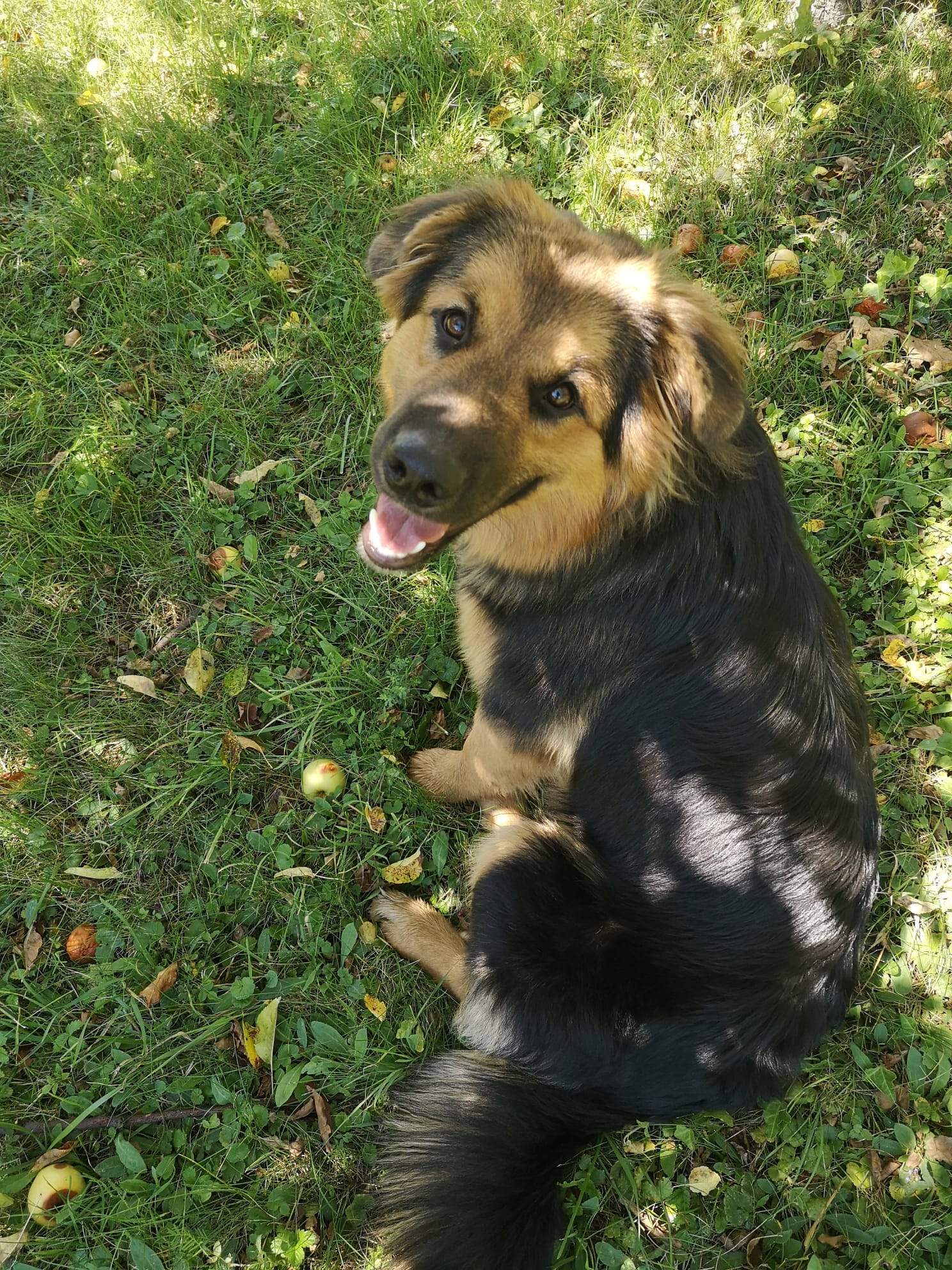 Ajšaandtheapples.jpg