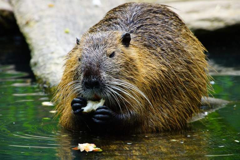 ak beaver.jpg