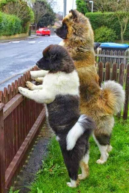 Akitas.jpg