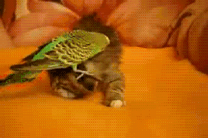 aKzbj13_460sa_v1.gif
